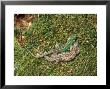 Sand Lizards, Male And Pregnant Female by David Boag Limited Edition Print