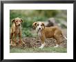 Young Dogs, Spain by Olaf Broders Limited Edition Pricing Art Print