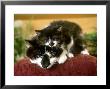 Kitten Relaxing On Mothers Head by Alan And Sandy Carey Limited Edition Print