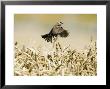 Sparrow, Flying Over Wheat Field, Switzerland by David Courtenay Limited Edition Print