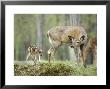 Whitetail Deer, Fawn Approaches Doe It Thinks Is Its Mother by Daniel Cox Limited Edition Print