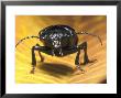 Broad-Necked Root Borer Beetle by David M. Dennis Limited Edition Print