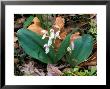 Showy Orchis by David M. Dennis Limited Edition Print