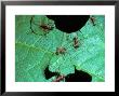 Leaf-Cutting Antsatta Cephalotes by David M. Dennis Limited Edition Pricing Art Print