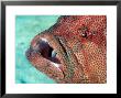 Coral Grouper, With Commensal Shrimp, Malaysia by David B. Fleetham Limited Edition Print