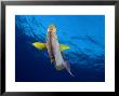 Yellowfin Surgeonfish, Hawaii by David B. Fleetham Limited Edition Pricing Art Print