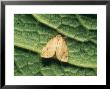 Round-Winged Muslin Moth, Imago, Wollaton Park, Uk by David Fox Limited Edition Print