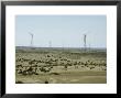 Wind Energy Generation, Rajasthan, India by Paul Franklin Limited Edition Print