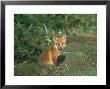 Red Fox, Vulpes Vulpes Cub Sat At Entrance To Earth, Uk by Mark Hamblin Limited Edition Print