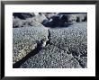Marine Iguana, Hatchling Emerging From Lava Fissure, Galapagos by Mark Jones Limited Edition Print