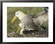 Waved Albatross, Mating, Espanola Island, Galapagos by Mark Jones Limited Edition Pricing Art Print