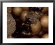 Bumble Bees, Inspecting Eggs In Nest, Uk by O'toole Peter Limited Edition Print