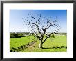 Dead Tree With Wilton International Industrial Complex In Background, Teeside, England by Martin Page Limited Edition Print