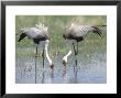 Wattled Crane, Feeding In Shallow Pools Formed By Khwai River, Botswana by Richard Packwood Limited Edition Print