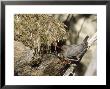American Dipper At Nest, Usa by Mary Plage Limited Edition Print
