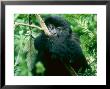 Mountain Gorilla, Wrapped Around Branch, Rwanda by Mary Plage Limited Edition Print