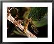 Cranefly, Adult Female Basking, Cambridgeshire, Uk by Keith Porter Limited Edition Print