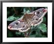 Emperor Moth, Adult Female Calling, Cumbria, Uk by Keith Porter Limited Edition Print
