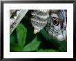 Emperor Moth, Adult Female, Ennerdale, Uk by Keith Porter Limited Edition Print