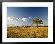 Tree In Landscape, Botswana by Mike Powles Limited Edition Pricing Art Print