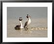 Great Crested Grebe, Pair Displaying, Uk by Mike Powles Limited Edition Print