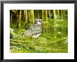 Lapwing, Adult Wading, Uk by Mike Powles Limited Edition Pricing Art Print