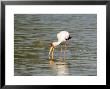 Yellow-Billed Stork, Adult Fishing Amongst Crocodiles, Tanzania by Mike Powles Limited Edition Pricing Art Print