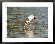 Yellow-Billed Stork, Adult Fishing Amongst Crocodiles, Tanzania by Mike Powles Limited Edition Print