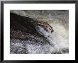 Atlantic Salmon, Salmon Attempting To Leap Up Falls, Scotland by Keith Ringland Limited Edition Print