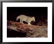 Scottish Wildcat, Taken In Wild by Keith Ringland Limited Edition Print