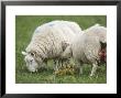 Domestic Mule Ewes, Two Ewes Eating Umbilical Cord, Scotland by Keith Ringland Limited Edition Print