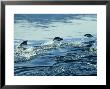Adelie Penguin, Porpoising, Antarctic Peninsula by Rick Price Limited Edition Print