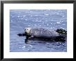 Harbor Seal Resting On Rocks, Phoca Vitulina, Ca by Elizabeth Delaney Limited Edition Print