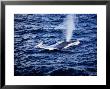 Blue Whale, Blowing, Baja Calif by Gerard Soury Limited Edition Print
