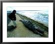 Grey Whale, Newborn On Beach, Mexico by Gerard Soury Limited Edition Print