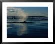 Bowhead Whale, Next To Ice Floe, Baffin Island by Gerard Soury Limited Edition Print