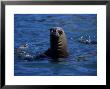 Southern Sea Lion, Female, Patagonia by Gerard Soury Limited Edition Print