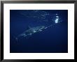 Great White Shark, With Bait, Pacific by Gerard Soury Limited Edition Print
