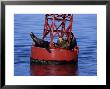 Steller Sea Lion, Three On Light Buoy, Usa by Gerard Soury Limited Edition Print