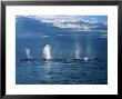 Humpback Whales, A Row Of Blows, Usa, Pacific Ocean by Gerard Soury Limited Edition Print