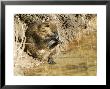 Coypu Or Nutria, Washing Itself, France by Gerard Soury Limited Edition Print