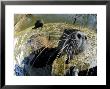 Coypu Or Nutria, Being Inquisitive, France by Gerard Soury Limited Edition Pricing Art Print