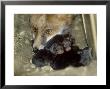 Fox, And 1 Day Old Cubs by Les Stocker Limited Edition Print