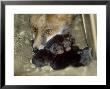 Fox, And 1 Day Old Cubs by Les Stocker Limited Edition Pricing Art Print