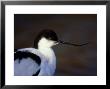 Avocet, Showing Upturned Bill by David Tipling Limited Edition Print