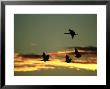 Sandhill Cranes At Dusk, New Mexico by David Tipling Limited Edition Print