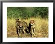 Cheetah, Cubs, South Africa by David Tipling Limited Edition Print