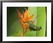 Red-Legged Honeycreeper, Female On Flower, Costa Rica by Roy Toft Limited Edition Print