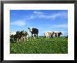 Cows, Stonehenge Down, Uk by Ian West Limited Edition Print