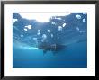 Jellyfish, Under Surface, Red Sea by Mark Webster Limited Edition Print